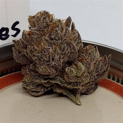 weed gucci|gucci berries strain.